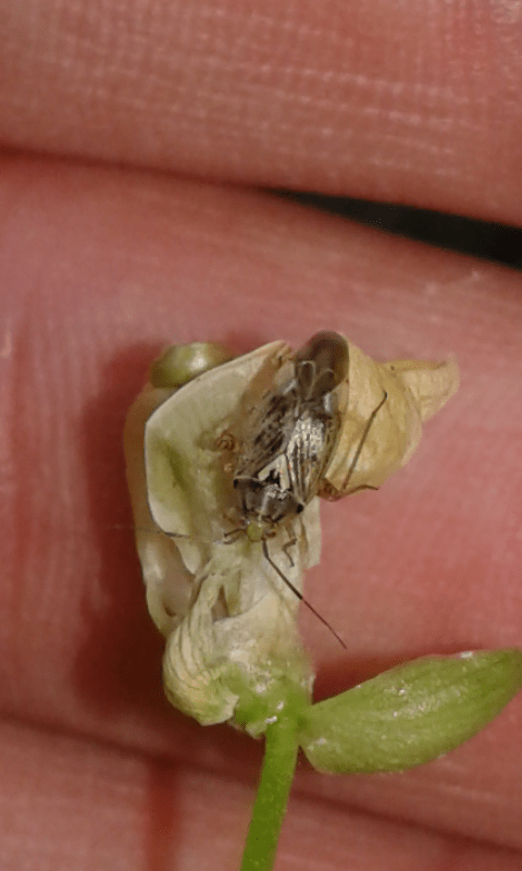 Lygus sp. (Miridae)?
